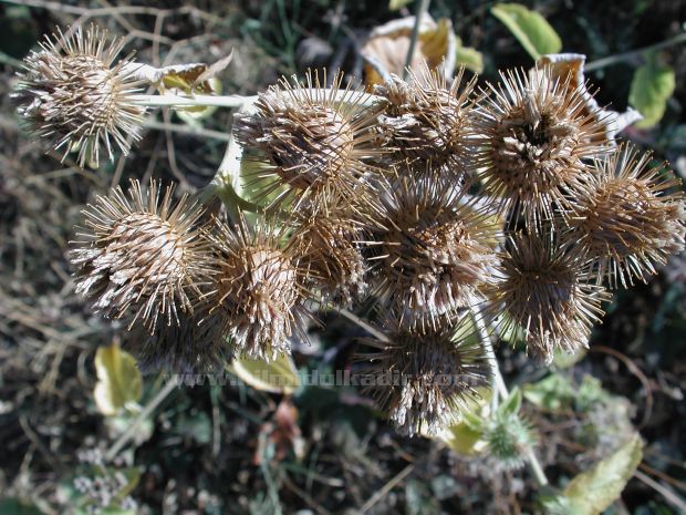 Malatya Sürgü kasabası Doğa fotografları