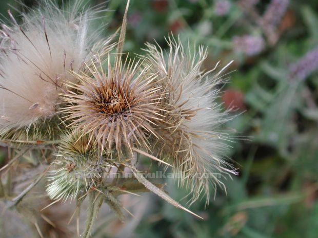 Malatya Sürgü kasabası Doğa fotografları