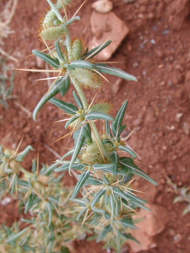 Malatya Sürgü kasabası Doğa fotografları