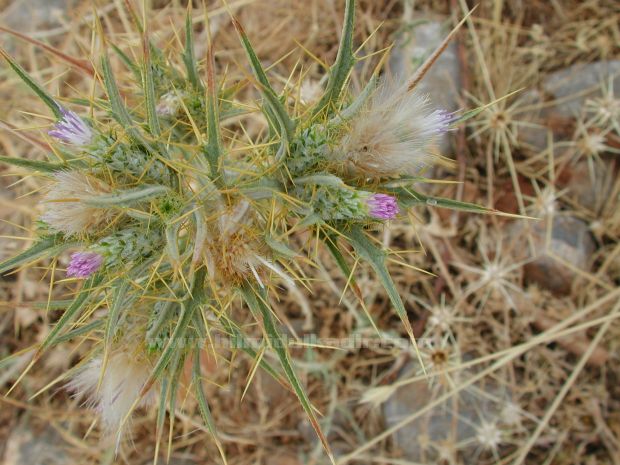Malatya Sürgü kasabası'ndan