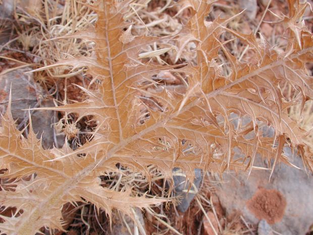 Malatya Sürgü kasabası'ndan