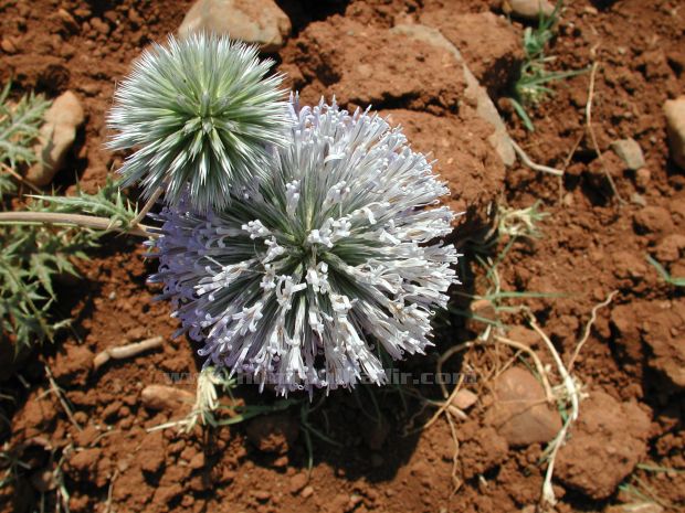 Malatya Sürgü kasabası'ndan